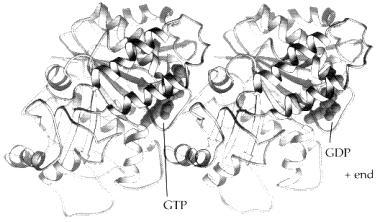 Tubulin monomer: Mikrotubuláris rendszer Polimer: mikrotubulus ~25 nm-es átmérő, üreges cső, 13