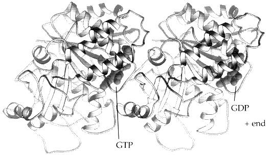 Tubulin monomer: Mikrotubuláris rendszer MW: ~50 kda, idegszövetben az összfehérje 10-20%-a - és -tubulin alkot heterodimért