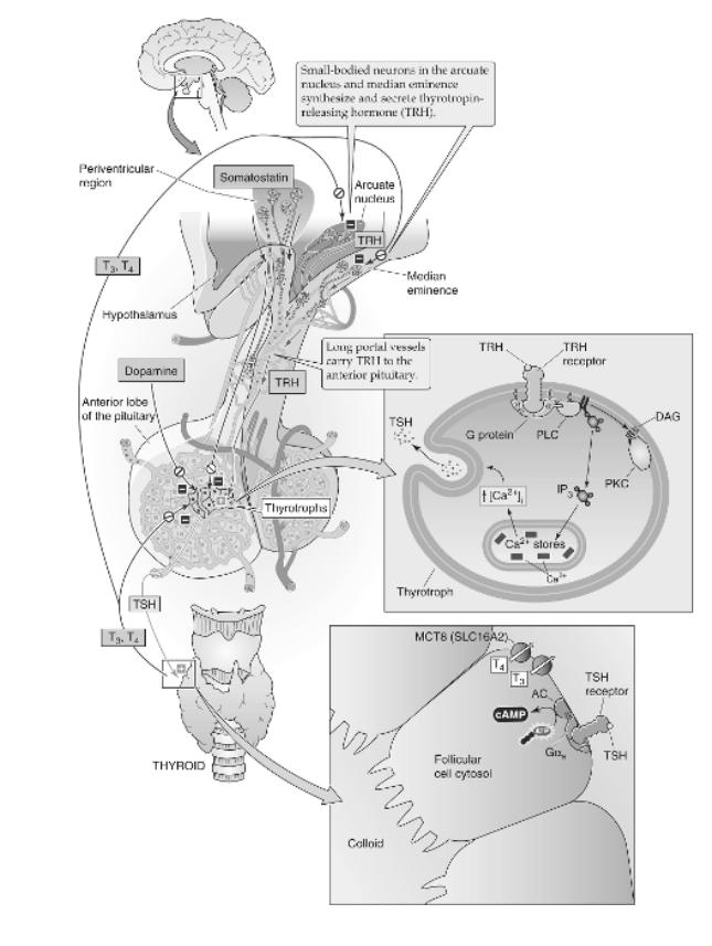 A részletek A TRH egy tripeptid, neuroszekrécióval, a hipofízis portális keringésével jut a tireotróp sejtekhez, a TRH receptora metabotróp receptor amely az IP 3 /Ca 2+ jelátviteli utat aktiválva