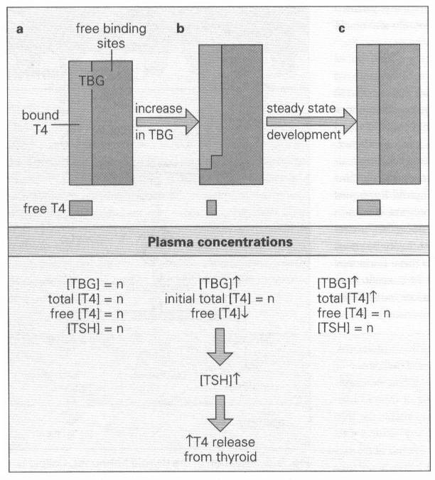 A T 4 perifériás átalakulása T 3 -má a célsejtekben a