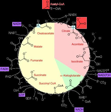 Citromsav ciklus Szentgyörgyi-Krebs ciklus Pyr+ CoA+NAD + Piruvát- dehirogenáz Acetil-CoA+ CO 2 +