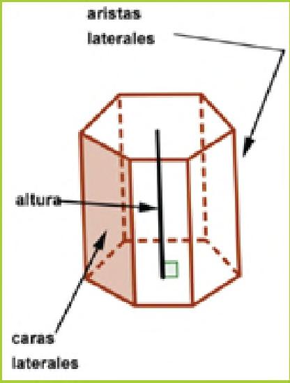 Umi arista lateral ha éramo perpendicular