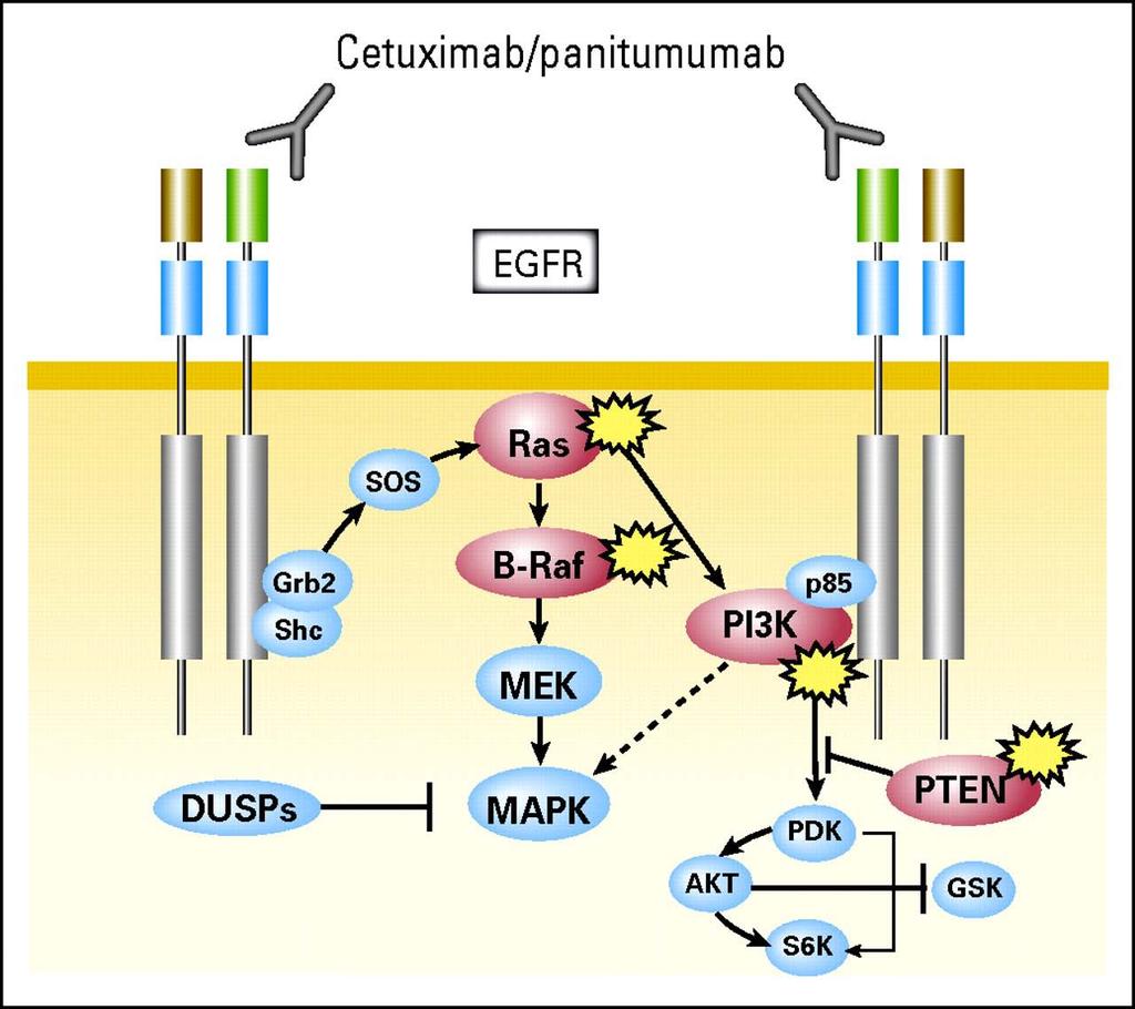 Schematic representation of the monoclonal antibodies cetuximab/panitumumab and of the epidermal growth factor receptor (EGFR)