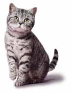 ÁLLATELEDEL, ITAL 399 WHISKAS ALUTASAKOS MACSKAELEDEL 4 100 g (998 ) 4 85 g (1.