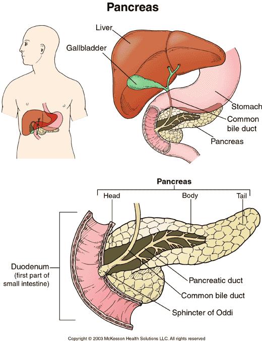 Anatómia Anatómiai sajátságok: Kapcsolat a biliaris rendszerrel