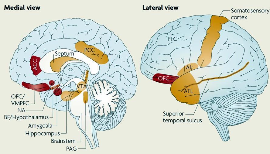 OFC/VMPFC orbitofrontalis/ventromedialis PFC, NA n.