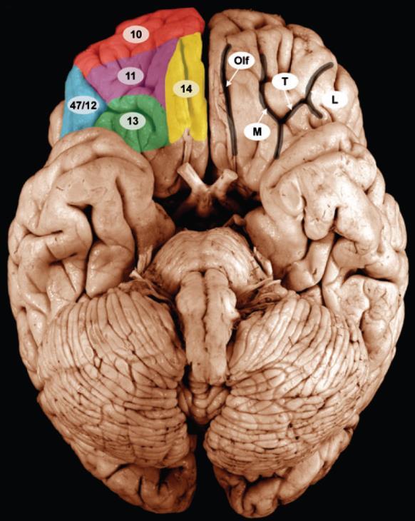 Neurosci