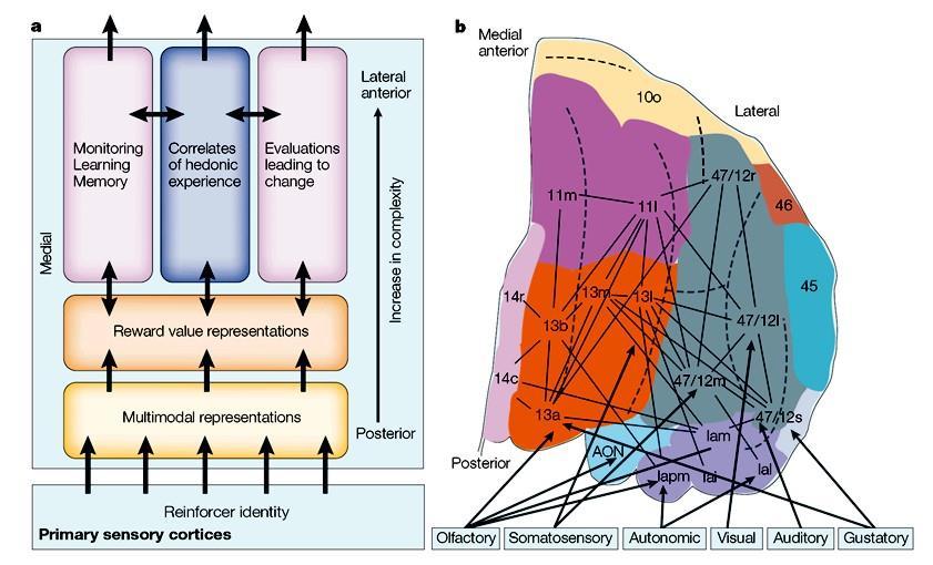 Az orbitofrontalis cortex funkcionális