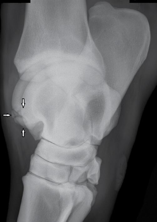 LÓ OSTEOCHONDROSIS LOVAKBAN 3. ÁBRA.