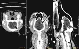 MAGYAR ÁLLATORVOSOK LAPJA 2015. FEBRUÁR 067. LÓ / EQUINE Horti K., Tóth P. : Osteochondrosis lovakban. Irodalmi áttekintés K. Horti, P. Tóth: Osteochondrosis in horses.