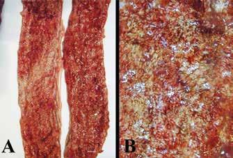 LEVÉL LEVÉL A SZERKESZTŐSÉGHEZ Intestinalis lymphangiectasia kutyákban Tisztelt Szerkesztőség!