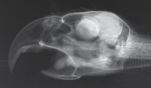 MAGYAR ÁLLATORVOSOK LAPJA 2015. FEBRUÁR 1. ÁBRA. Kék-sárga arapapagáj (Ara ararauna) fejének, valamint koponyapreparátumának röntgenfelvétele FIGURE 1.