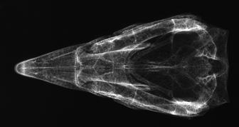 Különböző technológiai megoldásokkal, mint például a mozgásmorfológia radiológiai rekonstrukciója (XROMM) használatával in vivo tudták vizsgálni az os quadrate kinematikáját (mozgástanát) (1),