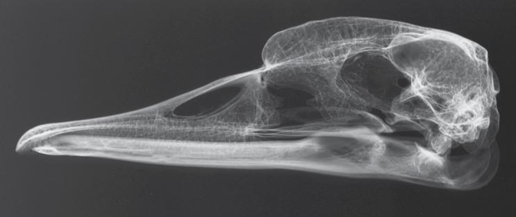 Radiograph of skull of Mute Swan (Cygnus olor) Skull length SL: 178 mm; skull width SW: 54 mm; skull height SH: 45 mm; neurocranium length NcL: 40 mm A hangsúly a klinikai jelentőségű képleteken volt