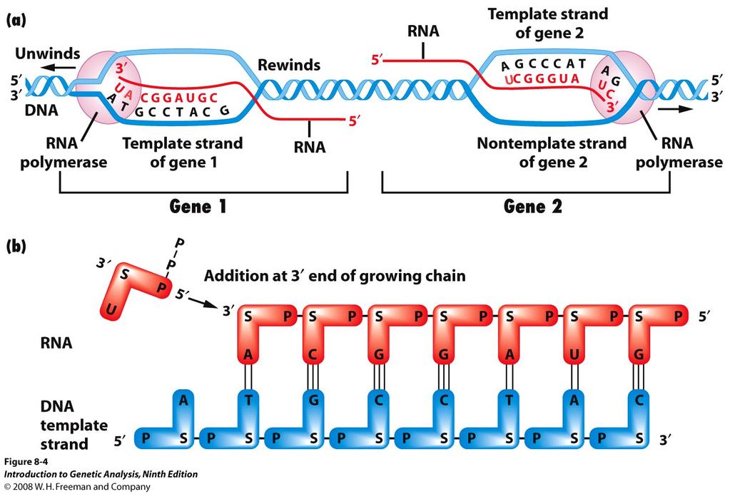 Overview of transcription: Either strand can