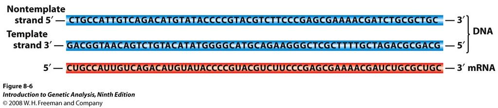 Sequences of DNA and transcribed RNA Convention