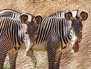 zebra lózebroid afrikai vadszamár ázsiai vadszamár szamár zebra