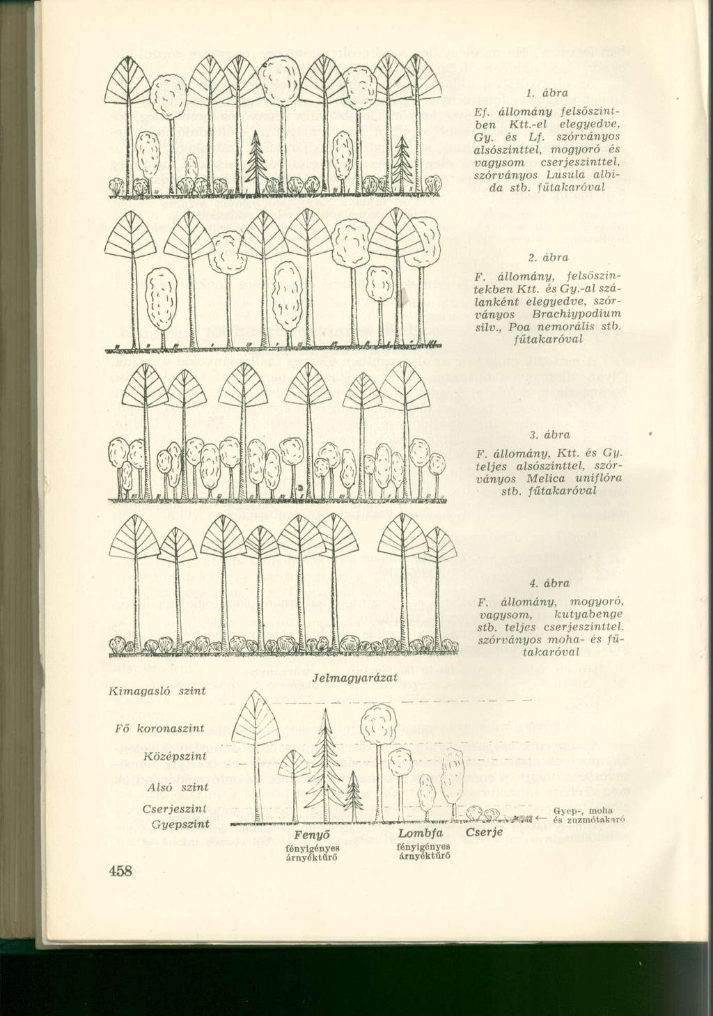 1. ábra Ef. állomány felsőszinlben Ktt.-el elegyedve, Gy. és Lf. szórványos alsószinttel, mogyoró és vagysom cserjeszinttel, szórványos Lusula albida stb. íülakaróval 2. ábra F.