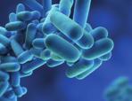 LEGIONELLA A halálos baktérium Szinte mindenki hallott már róla, de pontos ismerete kevés embernek van.