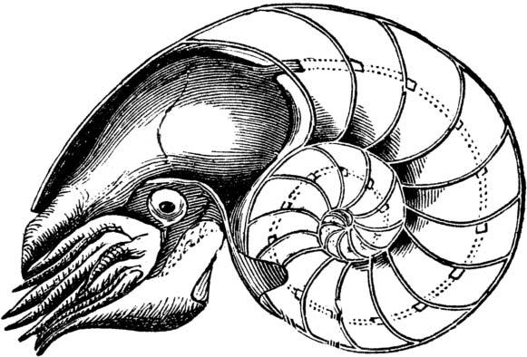 a M 2 r 2 M 1 r 1 a O 7. ábra. A logaritmikus spirál görbéje. Azt is szokták mondani, hogy a Nautilus élõ tengeralattjáró. A Nautilus 50 és 500 méteres mélységben is elõfordul.