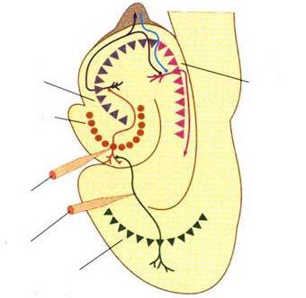 CA3 area CA1 area gyrus dentatus elvezetés a gyrus dentatusból axon ingerlés entorinális kéreg III/48. ábra.
