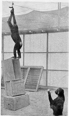 Köhler a The mentality of apes (A majmok gondolkodása) című, 1927-ben kiadott könyvében írja le a majmokkal végzett vizsgálatait.