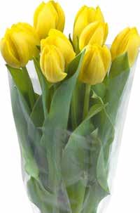 Nárcisz / Krokusz vagy Tulipán válogatás kevésbé