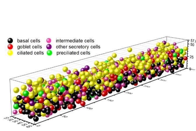 9/10 Effects of cell death on tissue architecture The simplest equation for homeostasis: = Histology (and theoretical studies) shows increased cell number and increased epithelial