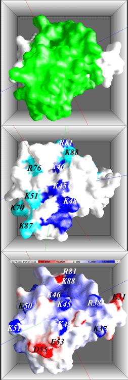 Protein Structures Why are protein structures valuable to research?