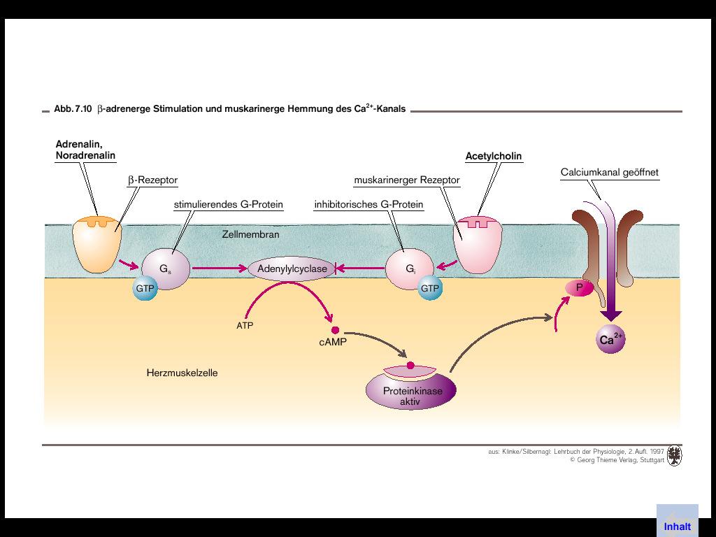 gátlása béta receptor ingerlő G protein sejtmembrán