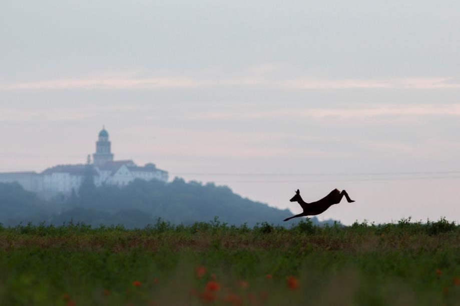 11. ábra Fiatal őzbak, háttérben a Pannonhalmi Főapátság A mezőgazdaság lehetőségeit és korlátait mindenekelőtt a földrajzi-természeti viszonyok határozzák meg.