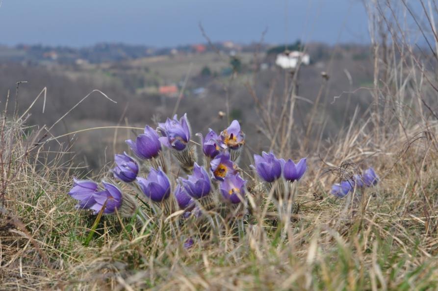 A korábban bolygatott, de már legalább egy évtizede háborítatlan, esetenként árvalányhajjal (Stipa pennata) borított területek cserjékkel sűrűn teletűzdelt gyepszintjében olyan védett fajok találnak