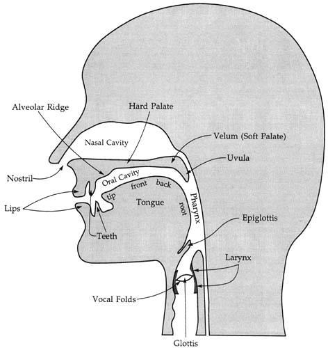 Place of articulation 1. Bilabial: by two lips 2. Labiodental: by lip + teeth 3. Dental: between teeth 4. Alveolar: by ridge 5. Postalveolar 6. Palatal: by hard palate 7.