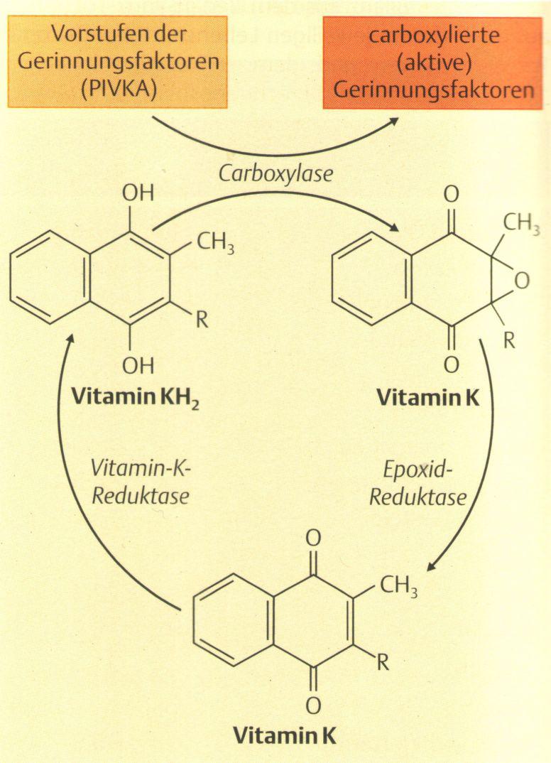 Vitamin K (Fillokinon,antihemorrhágiás vitamin) 10 µg/nap előfordulás: növények, endogén (bélflóra) hiánybetegség: vérzékenység (Antivitamin:
