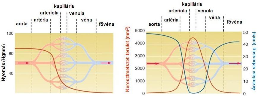 3.9. ábra. Az ábrán a különböző érszakaszokban uralkodó nyomási, és áramlási viszonyok relatív értékei láthatók, valamint az összkeresztmetszeti területek értékei láthatók.