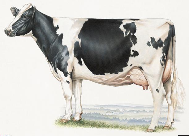Éves termelés: + 50% 15000 kg FCM Éves termelés: 460 kg tejzsír 10000 kg FCM 450 kg tejfehérje 350 kg tejzsír 15 kg reprod. fehérje 300 kg tejfehérje 80 kg testtömeg (~zsír) 15 kg reprod.