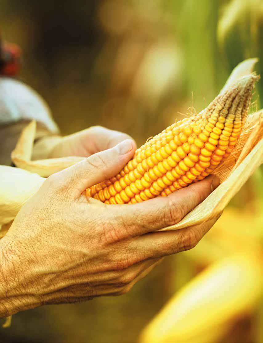 KEDVEZMÉNYES FELTÉTELEK AZ AGRÁRIUM SZAKÉRTŐJÉTŐL Agrár Széchenyi Kártya Állami támogatással Igényeljen Agrár Széchenyi Kártyát a Takarék Csoporttól, így állami kamat- és kezességi