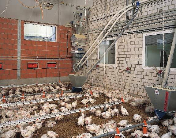 át és egyéb, hizlalásra szánt baromfifajt BIG PAN PLUS a kontrollált brojlerhizlaláshoz és kacsaneveléshez Térfogatcsökkentőbetét Barázdált tányéralj Napjainkban főleg a 2 kg-ig vagy az e feletti