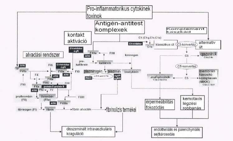 Patofiziológia* II.