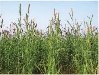 Pennisetum glaucum 20