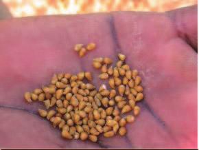 Sorghum