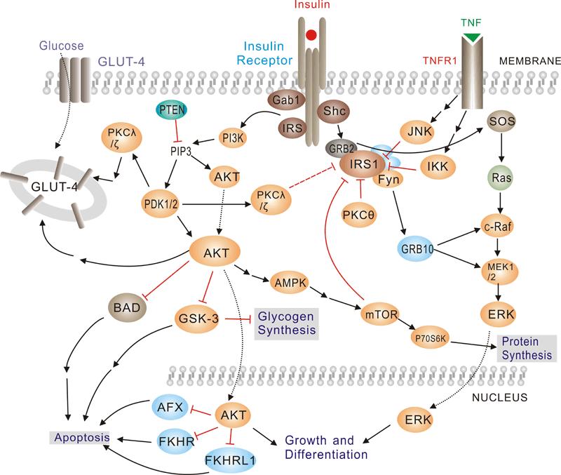 1. ábra: Inzulin-jelátvitel Az inzulin-receptor a receptor tirozin-kinázok (RTK) családjába tartozik.