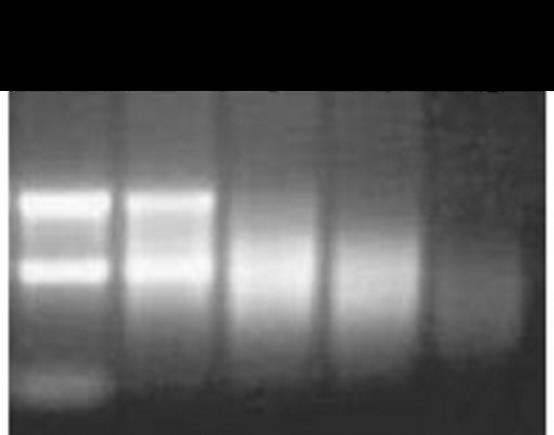 6. ábra Az RNS koncentrációjának és tisztaságának meghatározása NanoDrop segítségével Az izolálás sikerességén lehet javítani a lépések optimálásával, azonban a végeredmény minőségéről minden esetben