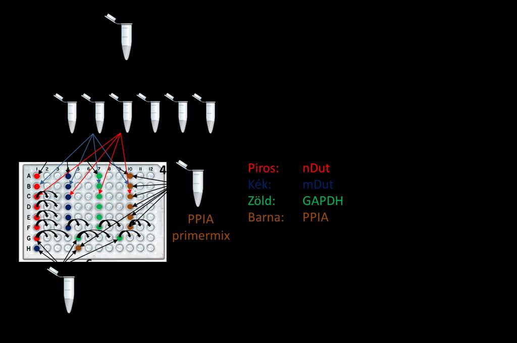 7. ábra: az összemérés menete A mixek összemérése: ndut mix - 25 µl forward ndut primer (100 µm) - 25 µl reverse ndut primer (100 µm) mdut mix - 6,25