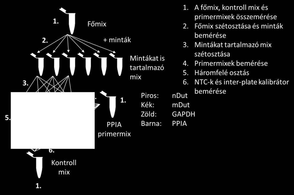7,5 µl reverse GAPDH primer (100 µm) - 45 µl nukleázmentes víz PPIA mix főmix - 7,5 µl forward PPIA primer (100 µm) - 7,5 µl reverse PPIA primer (100