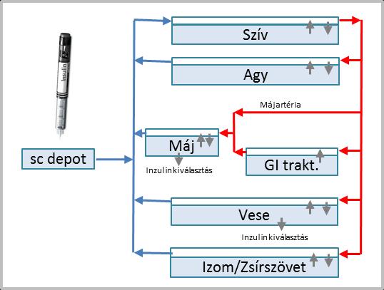 Ilyen esetekben az inzulin adagok meghatározásánál az inzulin farmakokinetikai modelljére támaszkodunk.