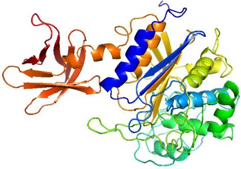 residues in the active site Tyr is Asp Lys er