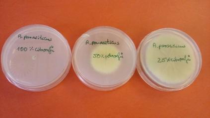 Telepátmérők/ Diameter of colonies cm Fig. 1: Aspergillus pseudomomius treatment with 100% menta 2. ábra: Aspergillus parasiticus kezelése 100%-os citromfűvel Fig.