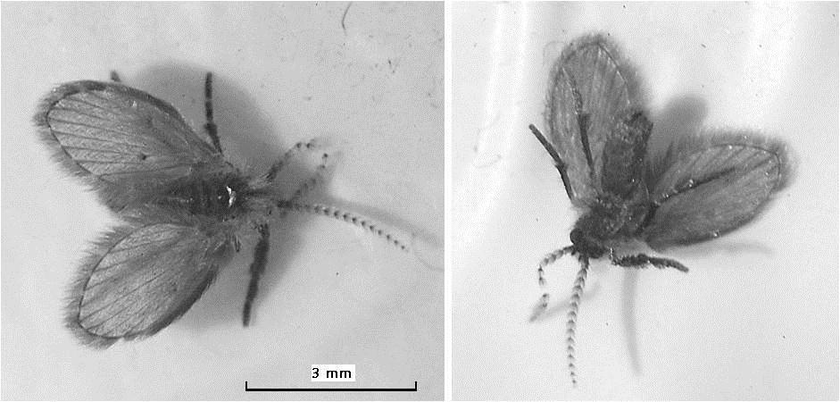 1. ábra: C. albipunctata imágó dorzális és abdominális irányú nézetből. Az egyed testhossza szárnyakkal mintegy 5 mm (szerző: Trájer A; fekete -fehér felvételek). Fig. 1: C.