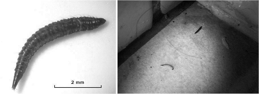 lebegnek, a légköri levegővel szintén egy szifon segítségével tartják a kapcsolatot. A közel 10 mm testhosszúságra is megnövő a korábbi lárvastádiumokhoz hasonlóan láb nélküli - 4.